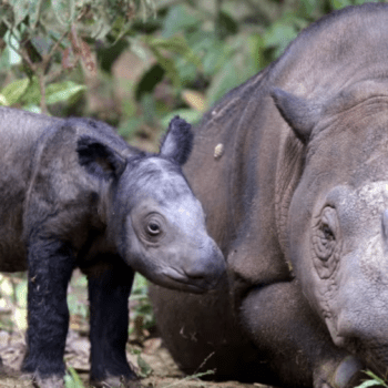 Sumatran and Javan Rhinos with International Rhino Foundation